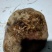 猪肚子胃病克星带虫钉