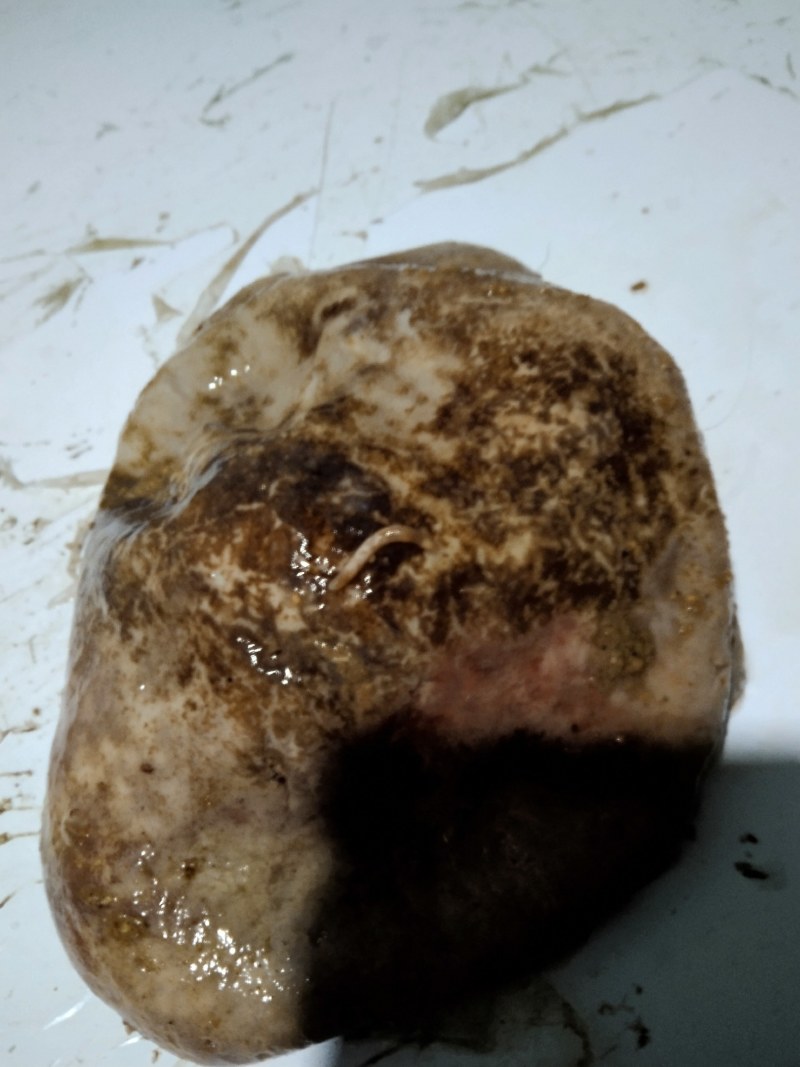 猪肚子胃病克星带虫钉
