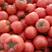 《精品》山东西红柿，费县万亩硬粉西红柿，产地直供，质优价