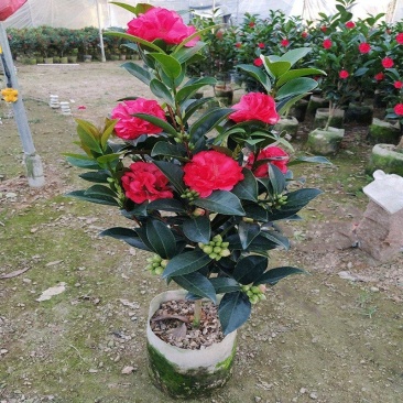 四季茶盆栽带花苞发货基地自产直销量大有货原盆发货