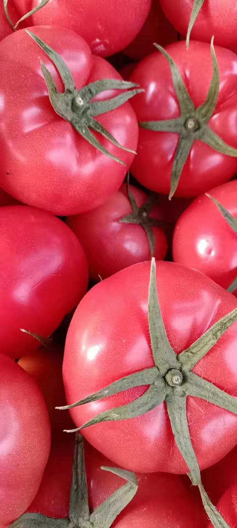 《精品》山东西红柿，费县万亩硬粉西红柿，产地直供，质优价
