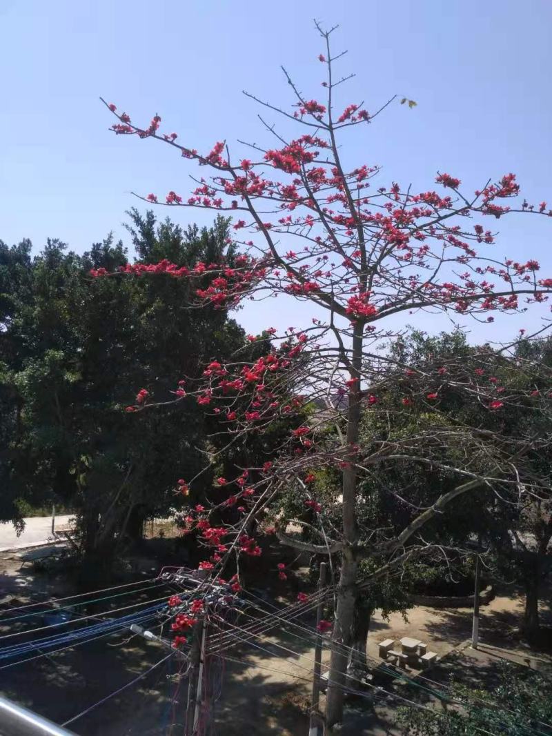 木棉花树