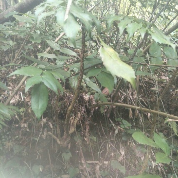 野生十大功劳，土黄莲苗，自然生长，药用价值高，天然无污染