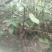 野生十大功劳，土黄莲苗，自然生长，药用价值高，天然无污染