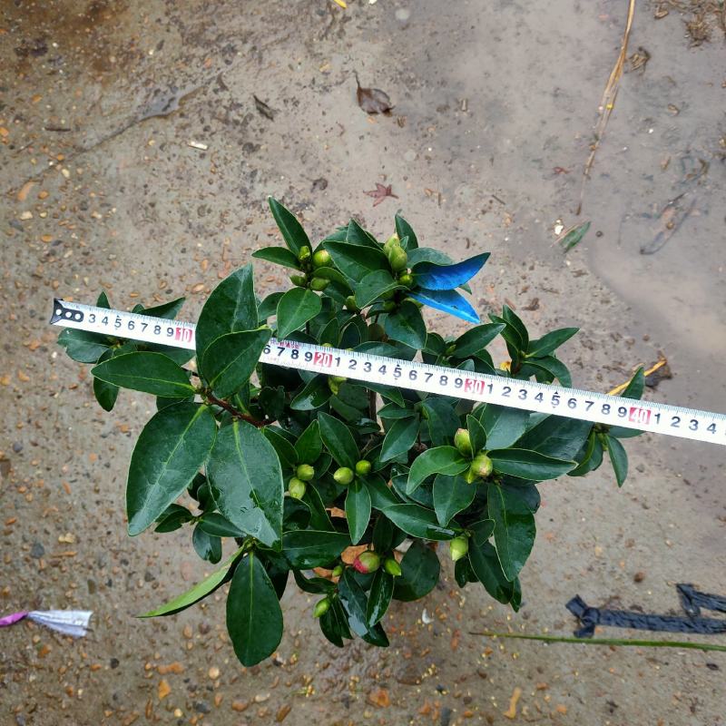 四季茶盆栽带花苞发货基地自产直销量大有货原盆发货