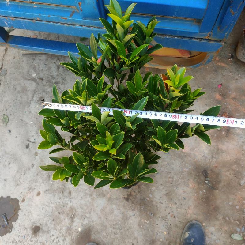四季茶盆栽带花苞发货基地自产直销量大有货原盆发货