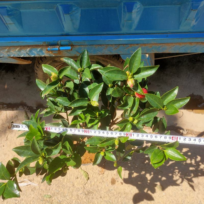 四季茶盆栽带花苞发货基地自产直销量大有货原盆发货