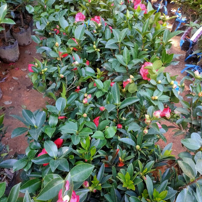 四季茶盆栽带花苞发货基地自产直销量大有货原盆发货