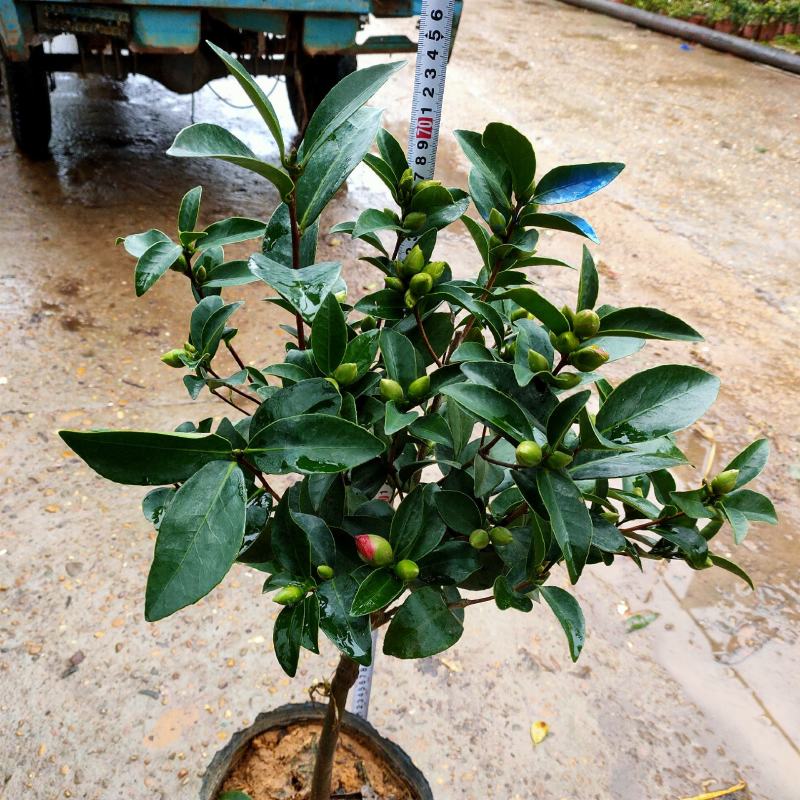 四季茶盆栽带花苞发货基地自产直销量大有货原盆发货