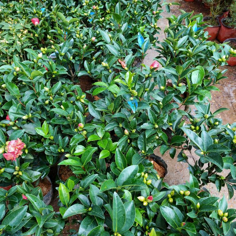四季茶盆栽带花苞发货基地自产直销量大有货原盆发货