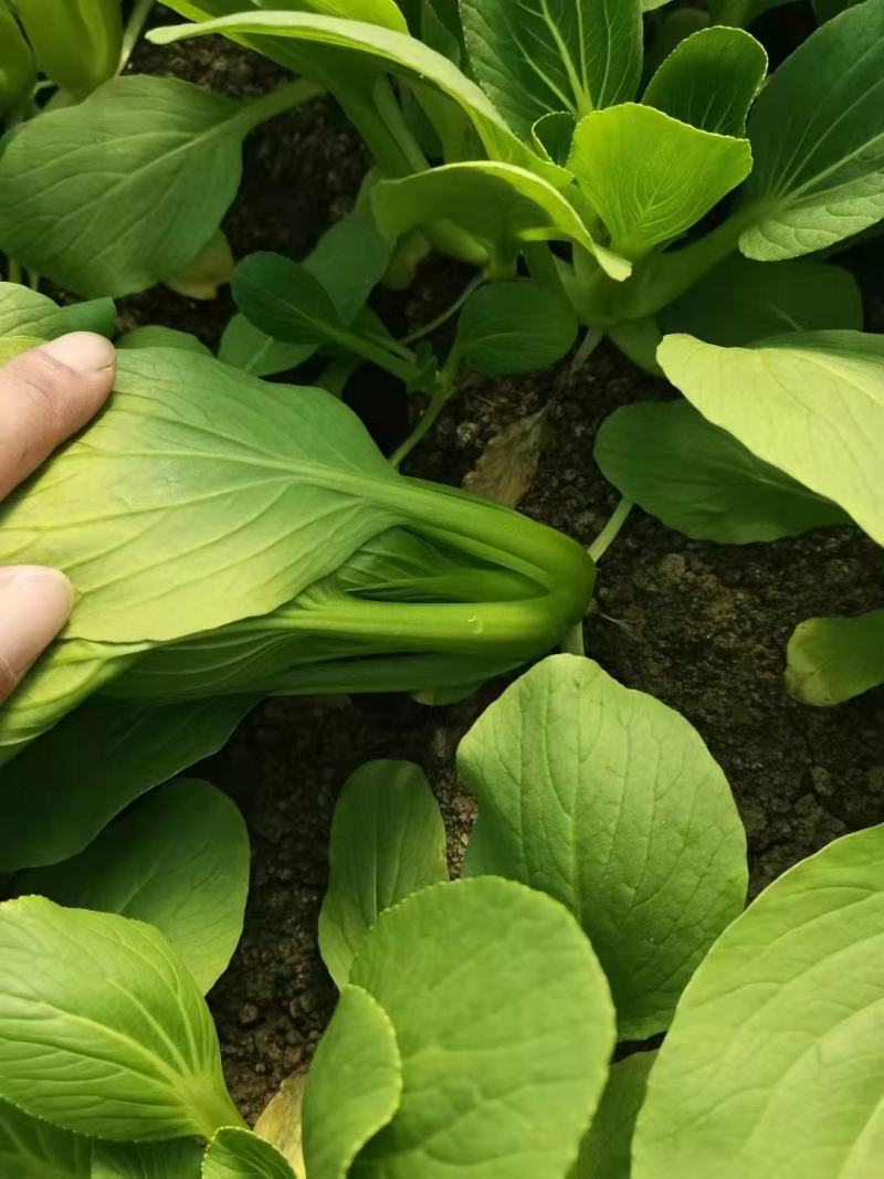 常年供应精品小油菜，量大从优，电商货源，市场货源，加工厂