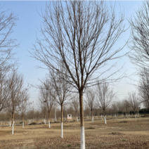 榉树基地大量供应12–18公分榉树货源充足