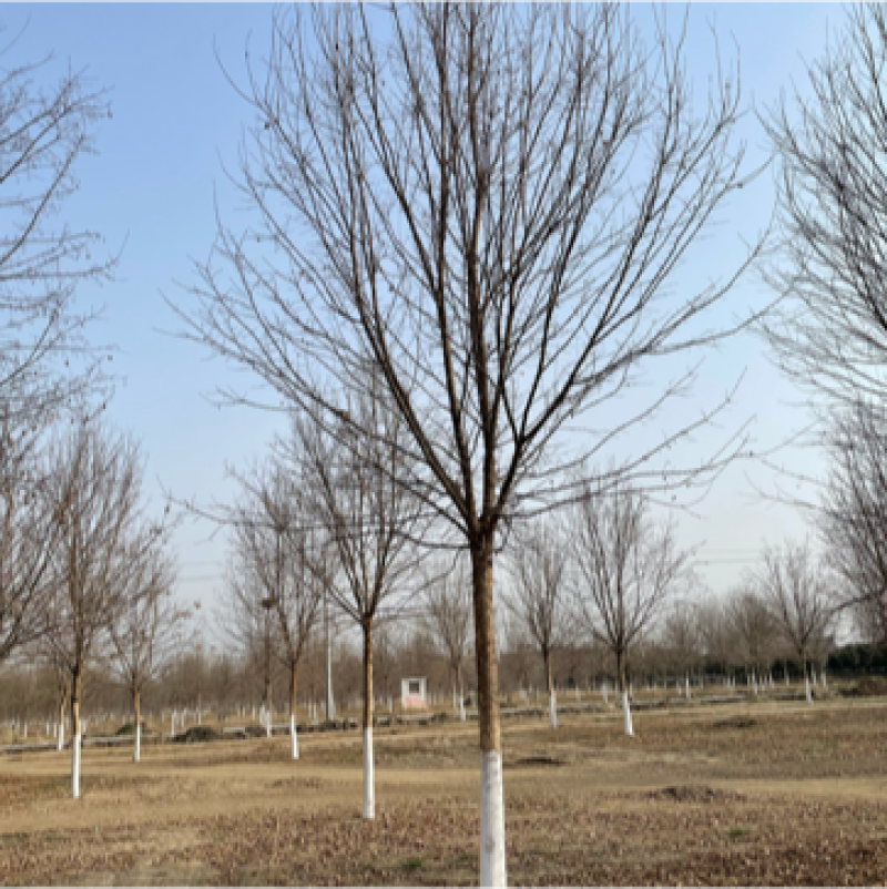 榉树基地大量供应12–18公分榉树货源充足