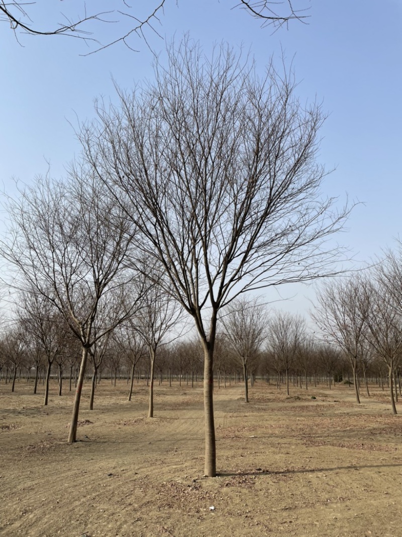 榉树基地大量供应12–18公分榉树货源充足