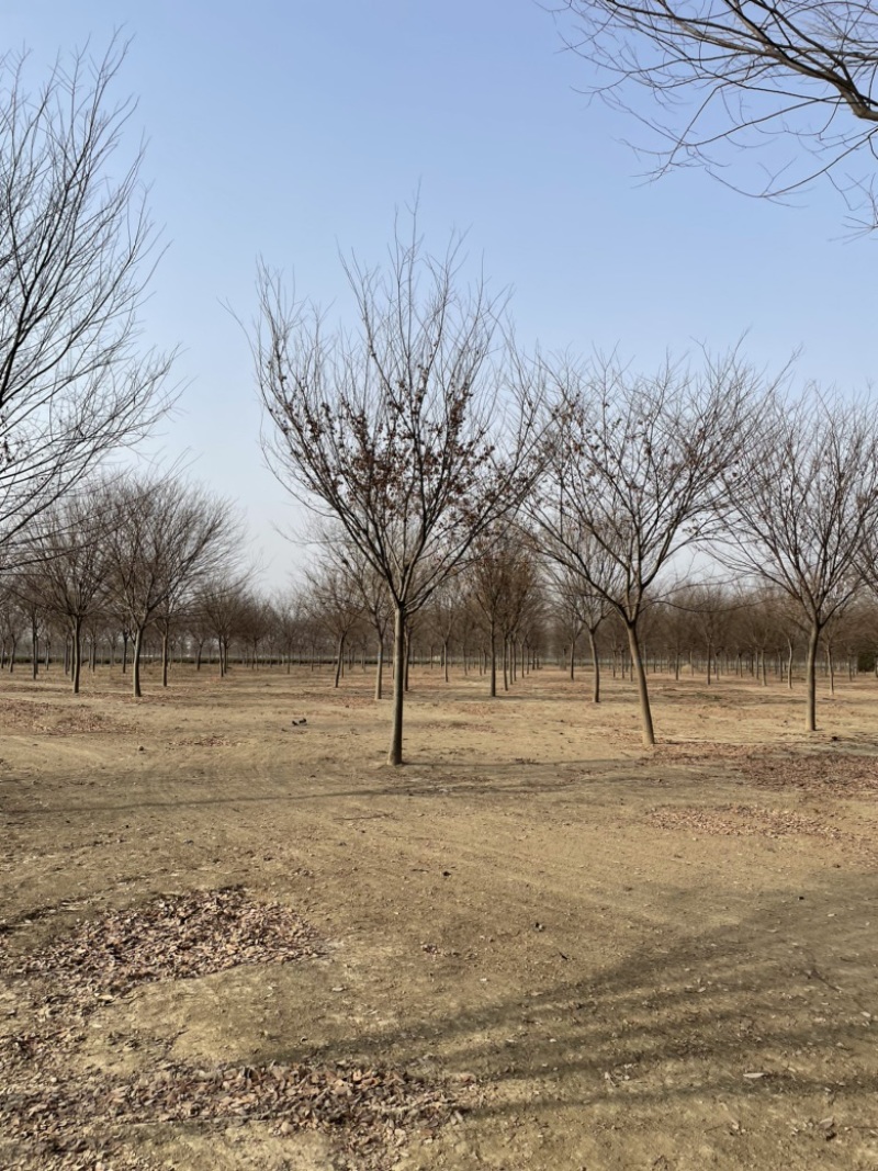 榉树基地大量供应12–18公分榉树货源充足