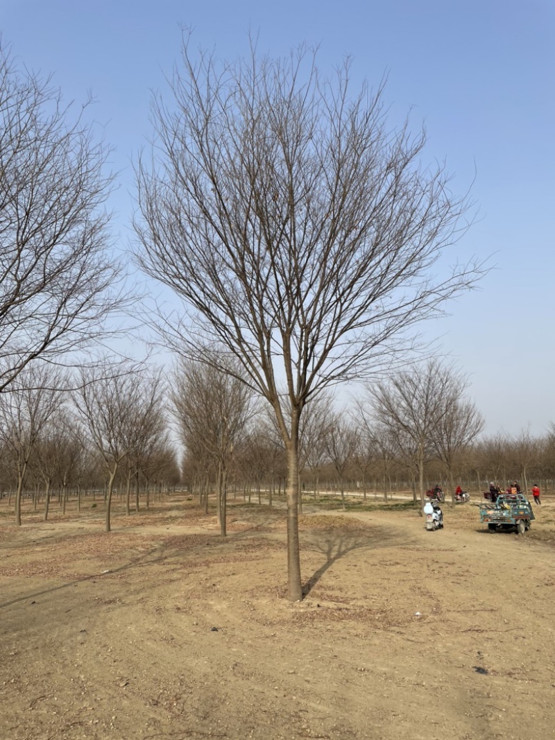 榉树基地大量供应12–18公分榉树货源充足