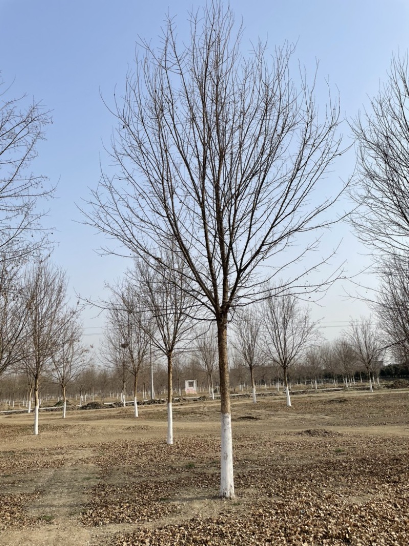 榉树基地大量供应12–18公分榉树货源充足