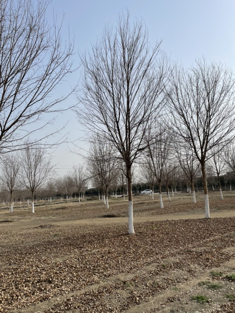 榉树基地大量供应12–18公分榉树货源充足