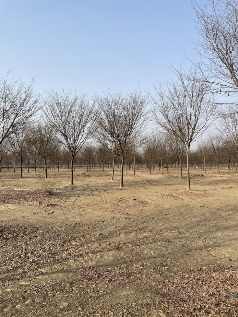 榉树基地大量供应12–18公分榉树货源充足