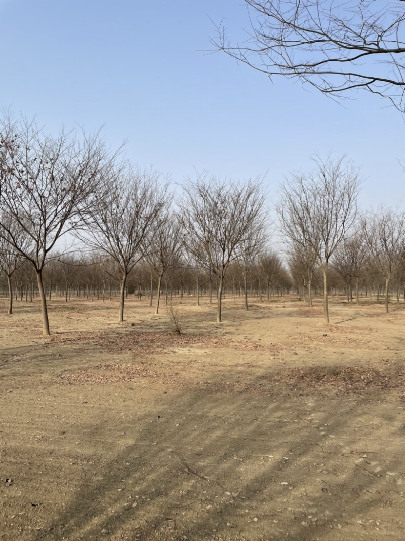 榉树基地大量供应12–18公分榉树货源充足