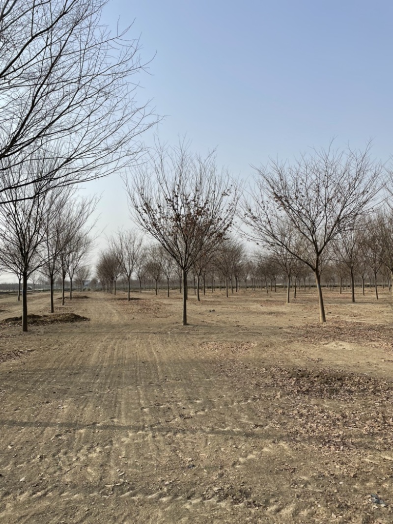 榉树基地大量供应12–18公分榉树货源充足