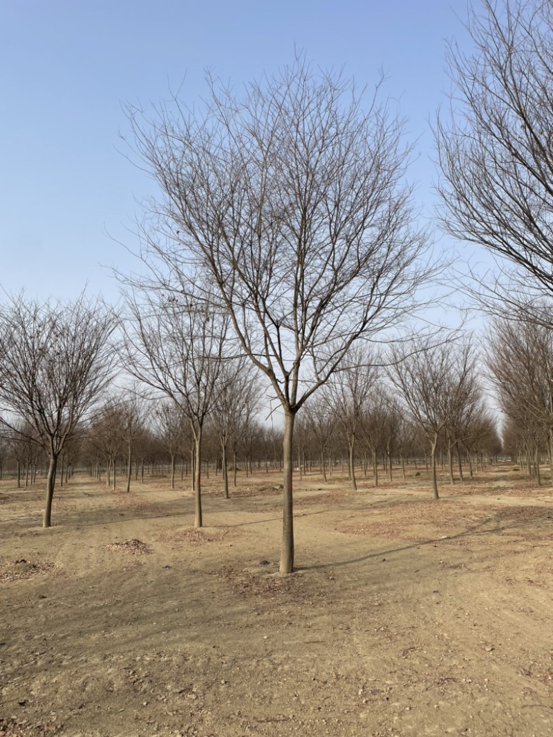 榉树基地大量供应12–18公分榉树货源充足