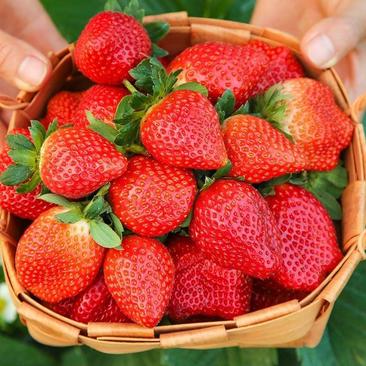 【推荐】精品草莓红颜草莓大量上市一手货源对接电商