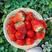【推荐】精品草莓红颜草莓大量上市一手货源对接电商