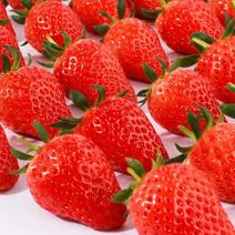 【推荐】精品草莓妙香草莓红颜草莓产地直发一手货源