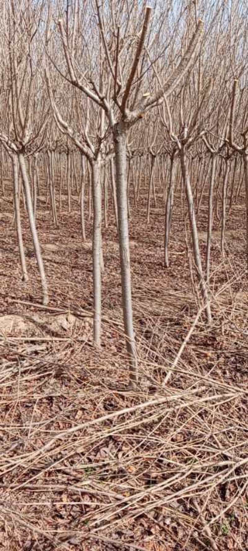 4公分_五公分樱花树