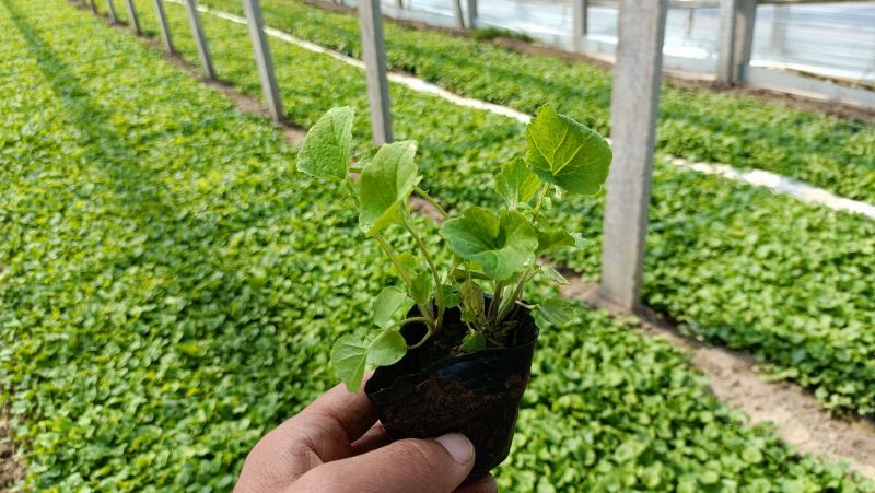 二月兰营养袋苗，多芽种苗，林下地被花卉品种