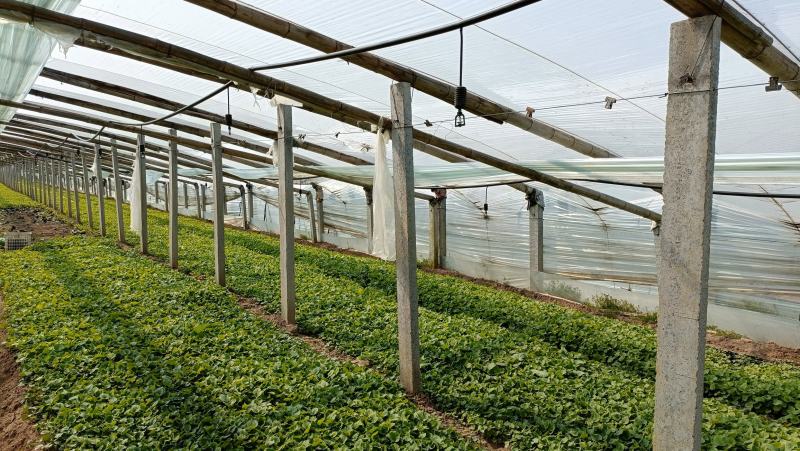 二月兰营养袋苗，多芽种苗，林下地被花卉品种