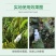 沪联赢彩33.5%喹啉铜溃疡病流胶穿孔细菌性角斑病霜霉病