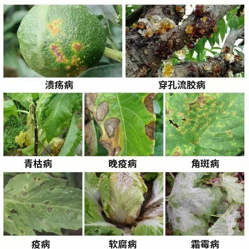 沪联赢彩33.5%喹啉铜溃疡病流胶穿孔细菌性角斑病霜霉病