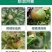 沪联赢彩33.5%喹啉铜溃疡病流胶穿孔细菌性角斑病霜霉病