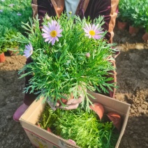 玛格丽特盆栽花卉，多色，坤盛花卉苗木基地现货