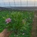 玛格丽特盆栽花卉，多色，坤盛花卉苗木基地现货