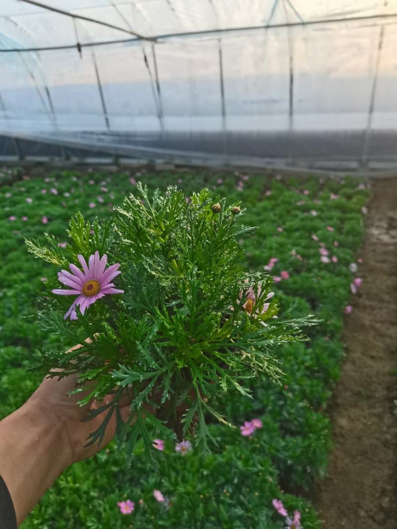玛格丽特盆栽花卉，多色，坤盛花卉苗木基地现货