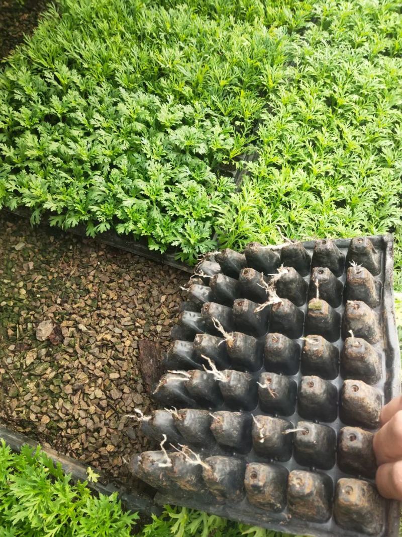 玛格丽特盆栽花卉，多色，坤盛花卉苗木基地现货