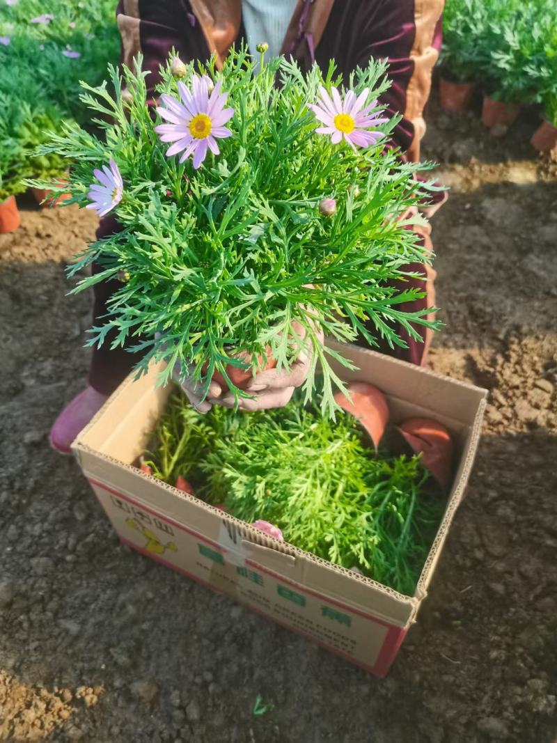 玛格丽特盆栽花卉，多色，坤盛花卉苗木基地现货