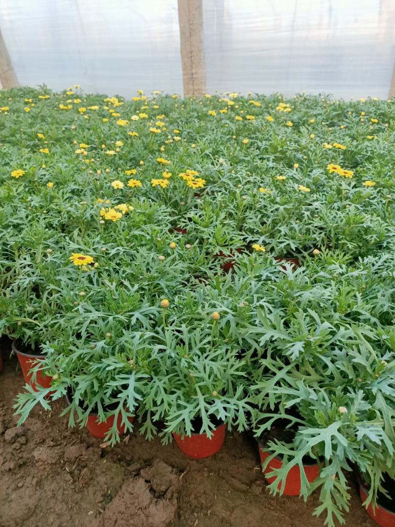 玛格丽特盆栽花卉，多色，坤盛花卉苗木基地现货