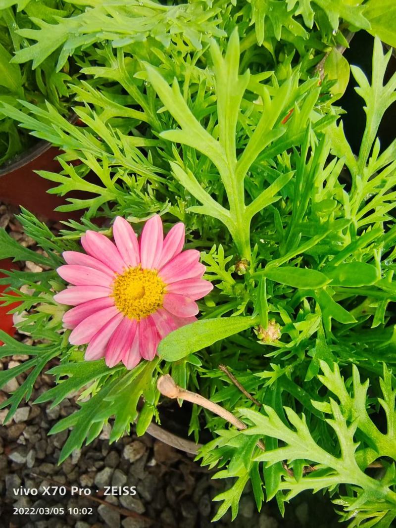 玛格丽特盆栽花卉，多色，坤盛花卉苗木基地现货
