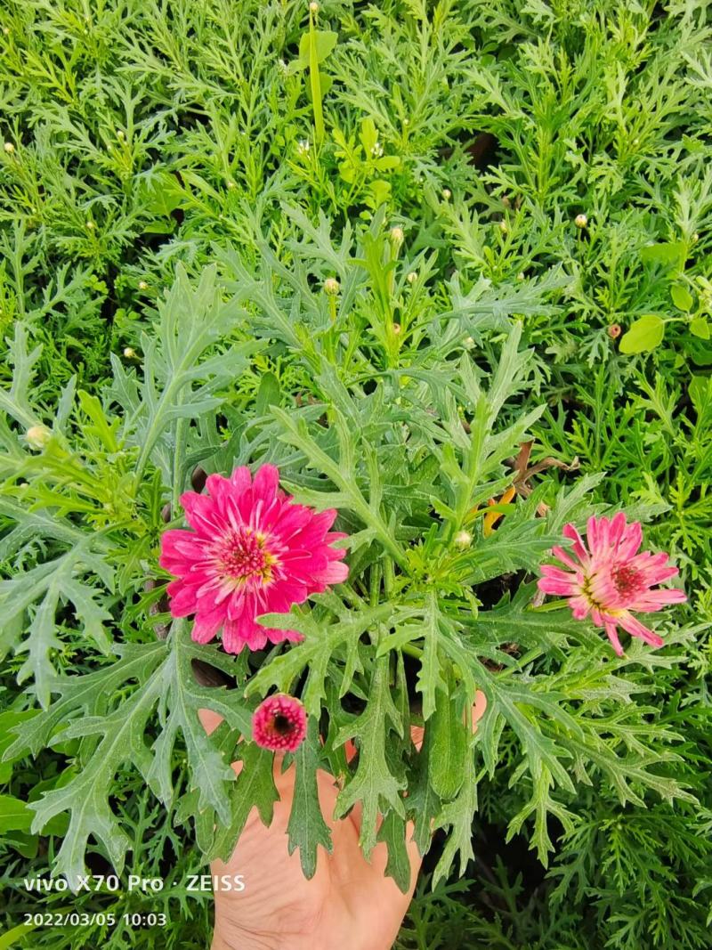 玛格丽特盆栽花卉，多色，坤盛花卉苗木基地现货