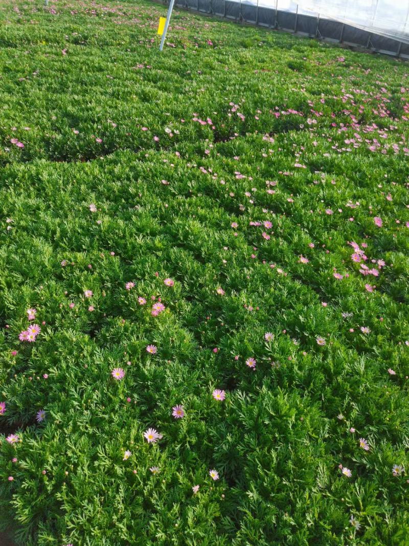 玛格丽特盆栽花卉，多色，坤盛花卉苗木基地现货
