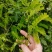 种植鸡骨草叶（相思叶）2023年新货