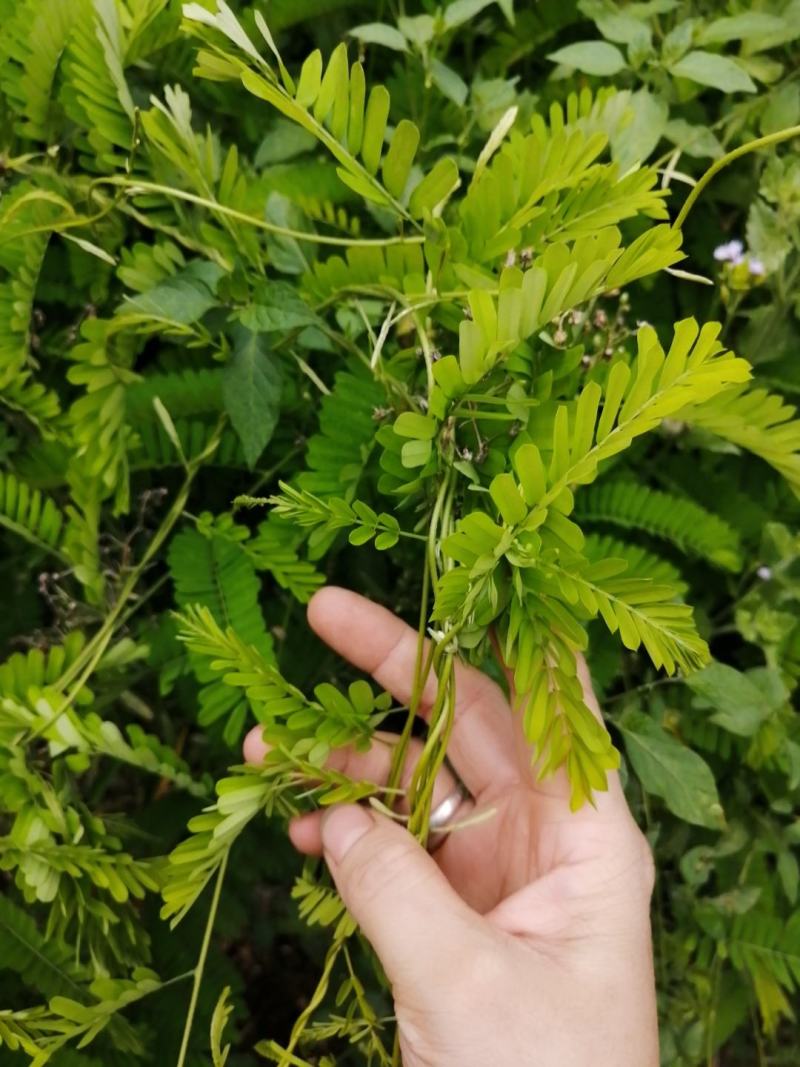 种植鸡骨草叶（相思叶）2023年新货