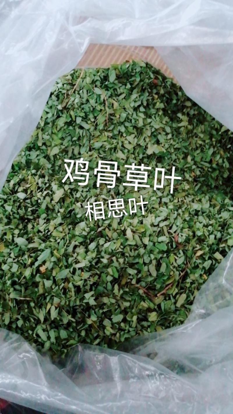 种植鸡骨草叶（相思叶）2023年新货