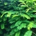 种植鸡骨草叶（相思叶）2023年新货