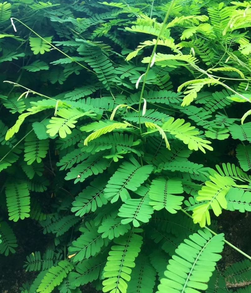 种植鸡骨草叶（相思叶）2023年新货