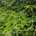 种植鸡骨草叶（相思叶）2023年新货